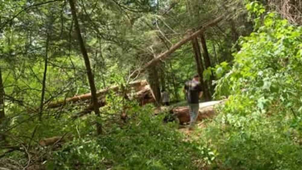 Small Tree Services image