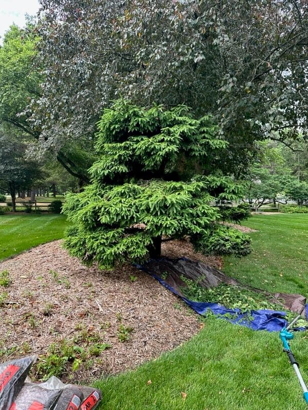 Pom Pom Tree Transformation with Fresh Cat Mint image