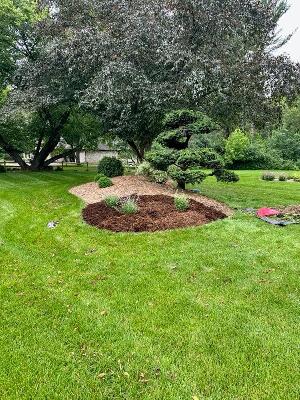 Gallery photos for Pom Pom Tree Transformation with Fresh Cat Mint: Image #1